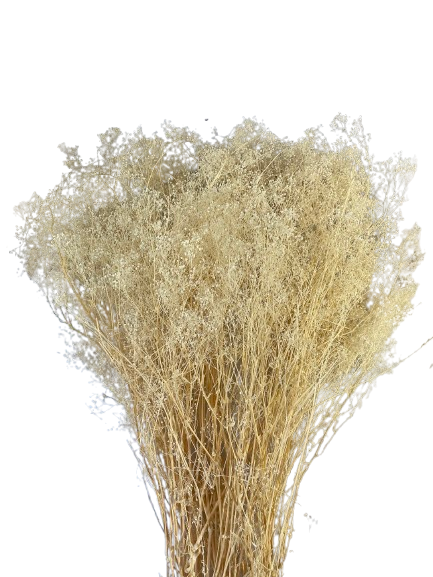 18" Preserved Gypsophila