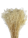 18" Preserved Gypsophila