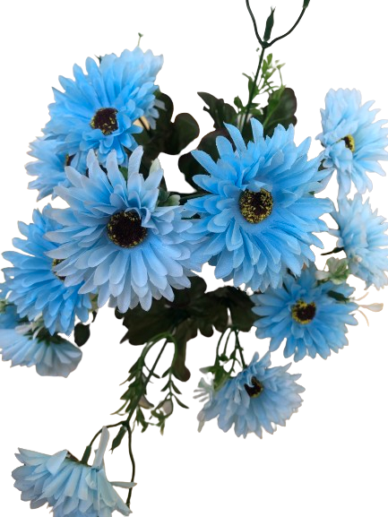 Chrysanthemum Daisy x7 Bush