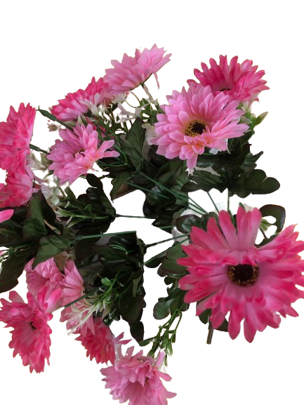 Chrysanthemum Daisy x7 Bush