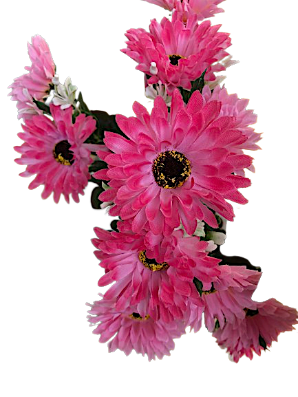 Chrysanthemum Daisy x7 Bush