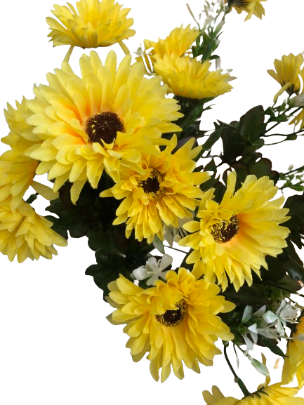 Chrysanthemum Daisy x7 Bush