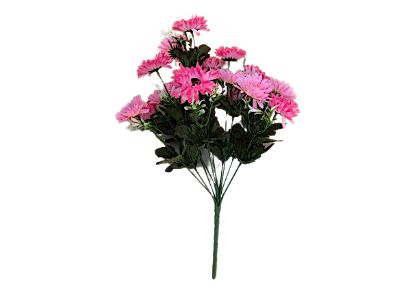 Chrysanthemum Daisy x7 Bush