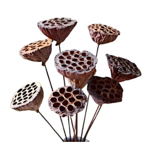 20"  Dried Lotus Pods x12 Stems