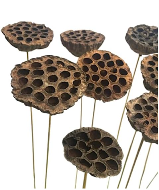 20"  Dried Lotus Pods x12 Stems