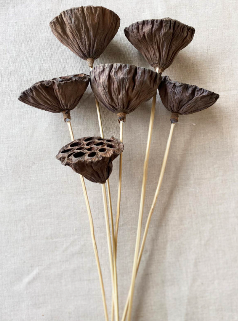 20"  Dried Lotus Pods x12 Stems