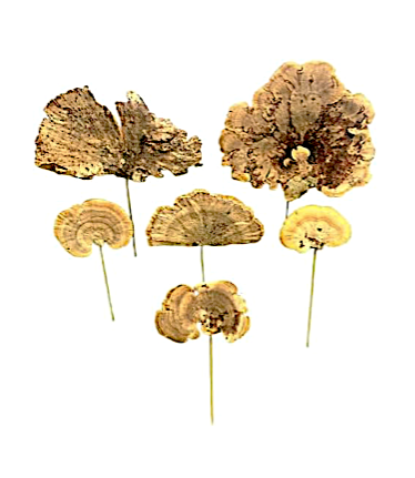 Dried Mushroom Picks