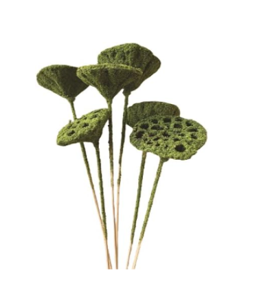 20" Dried Lotus Pods Stems