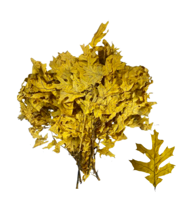 24" Dried Preserved Leaves