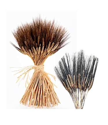 36" Preserved Wheat Stems