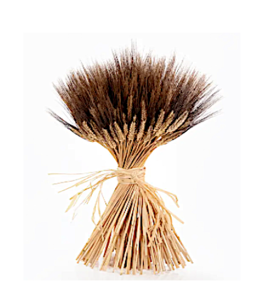 36" Preserved Wheat Stems