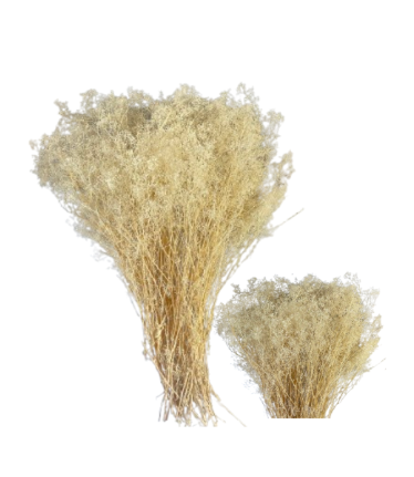18" Preserved Gypsophila