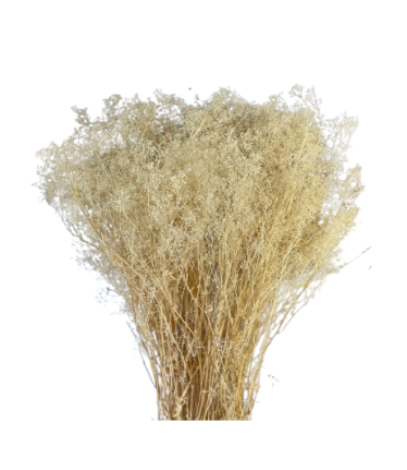 18" Preserved Gypsophila
