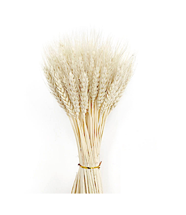 36" Preserved Wheat Stems