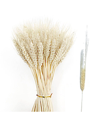 36" Preserved Wheat Stems