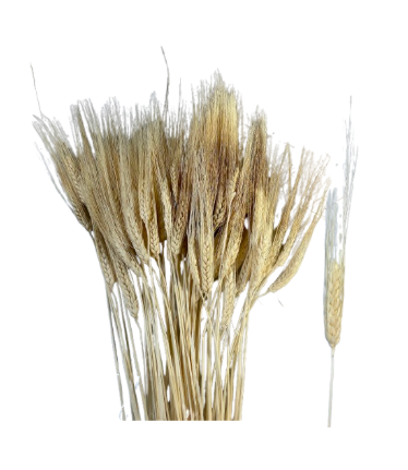 36" Preserved Wheat Stems