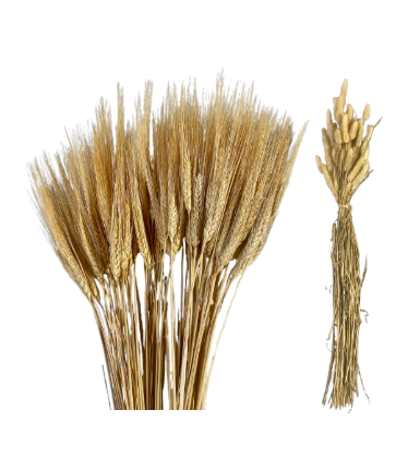 36" Preserved Wheat Stems