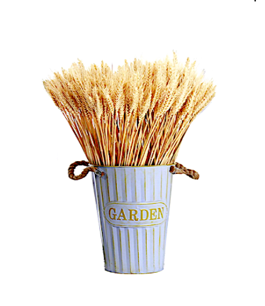 36" Preserved Wheat Stems