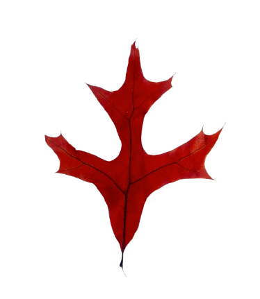 24" Dried Preserved Leaves
