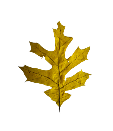 24" Dried Preserved Leaves