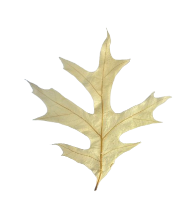 24" Dried Preserved Leaves