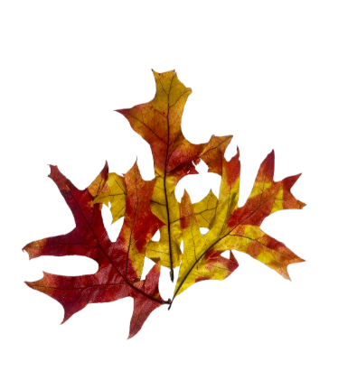 24" Dried Preserved Leaves