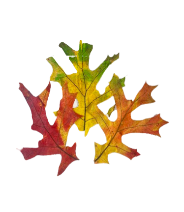 24" Dried Preserved Leaves