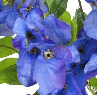 Sweet Pea X7 Bush 20" Bush