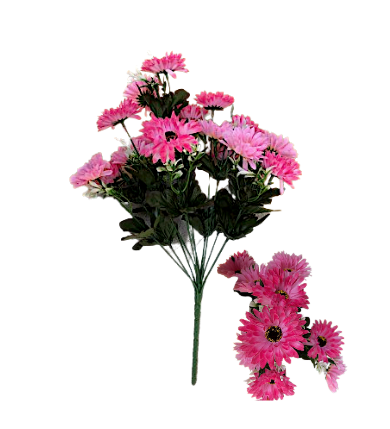 Chrysanthemum Daisy x7 Bush