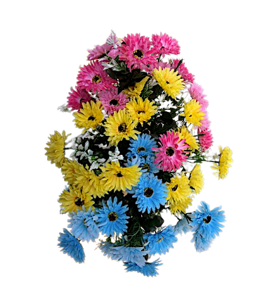Chrysanthemum Daisy x7 Bush