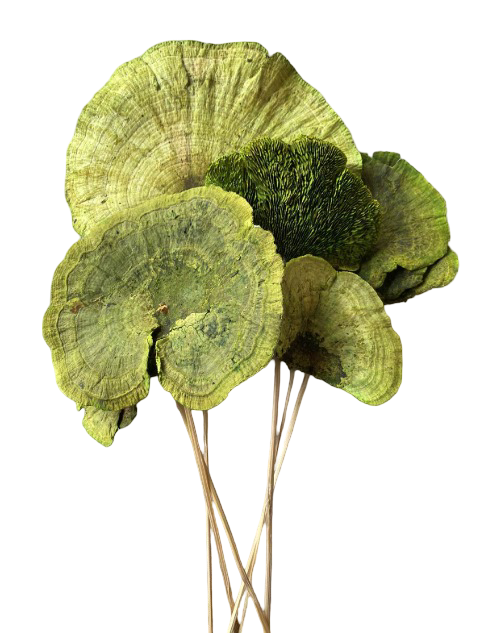 Dried Mushroom Picks