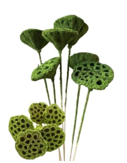 20"  Dried Lotus Pods x12 Stems