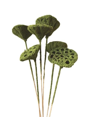 20"  Dried Moss Lotus Pods