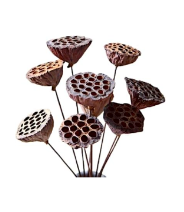 20" Dried Lotus Pods Stems