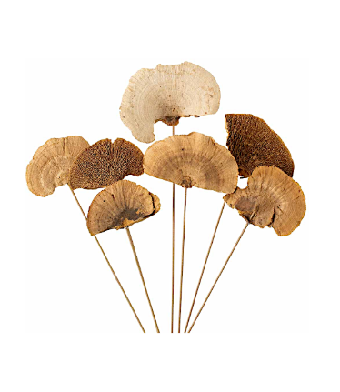 Dried Mushroom Picks
