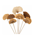 Dried Mushroom Picks
