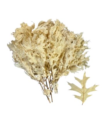 24" Dried Preserved Leaves