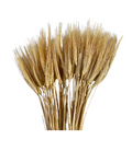 36" Preserved Wheat Stems