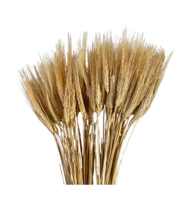 36" Preserved Wheat Stems