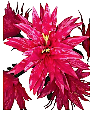 Sweet Mollie Starburst Silk Bush