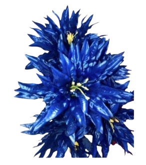 Sweet Mollie Starburst Silk Bush