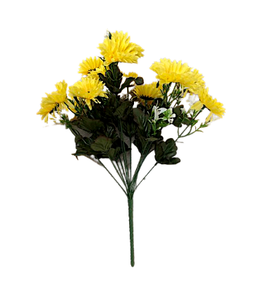 Chrysanthemum Daisy x7 Bush